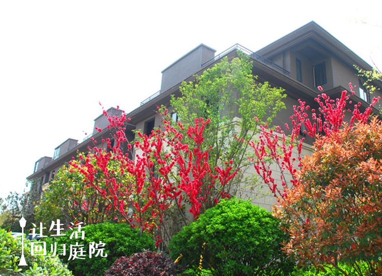 前后张望南阳50年：这样的庭院，，，，，，很难再有了！